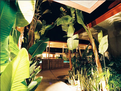 night-view-with-banana-leaves
